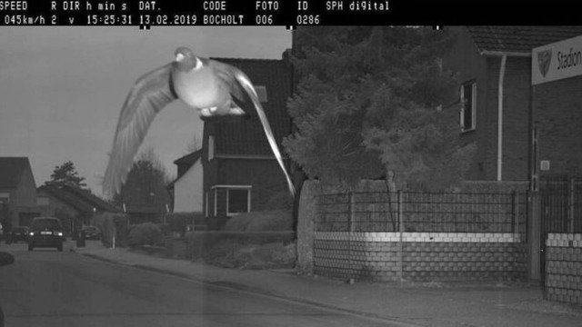 Radar apanha pombo a voar em excesso de velocidade