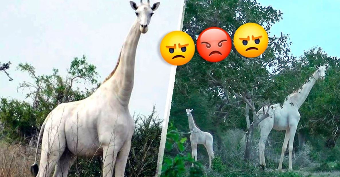 Caçadores matam girafa branca e a sua cria no Quénia, as únicas da sua espécie