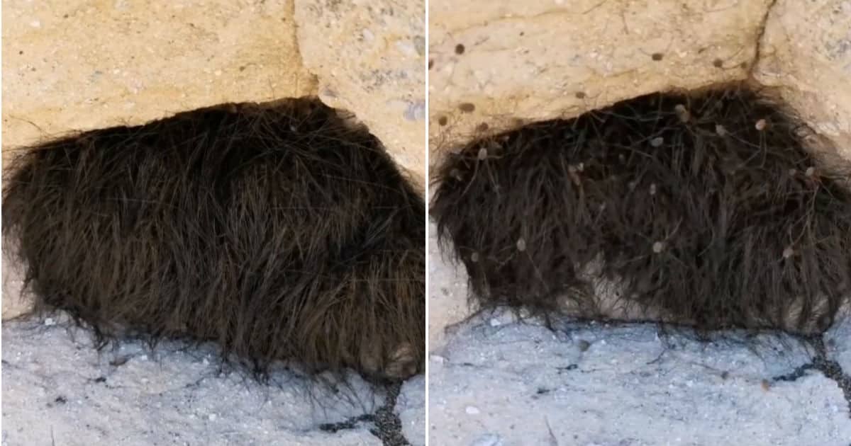 "Animal peludo" escondido num buraco afinal é um pesadelo ?