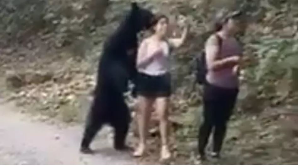 Mulher tira uma selfie num encontro próximo com um urso