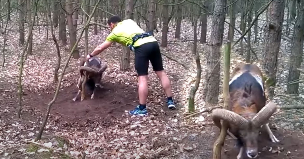 Homem salva carneiro-selvagem preso numa árvore