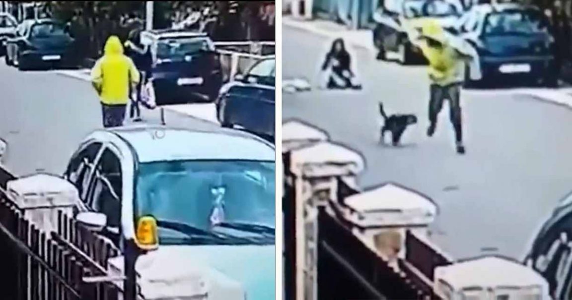 Cão de rua herói salva uma mulher de um ladrão