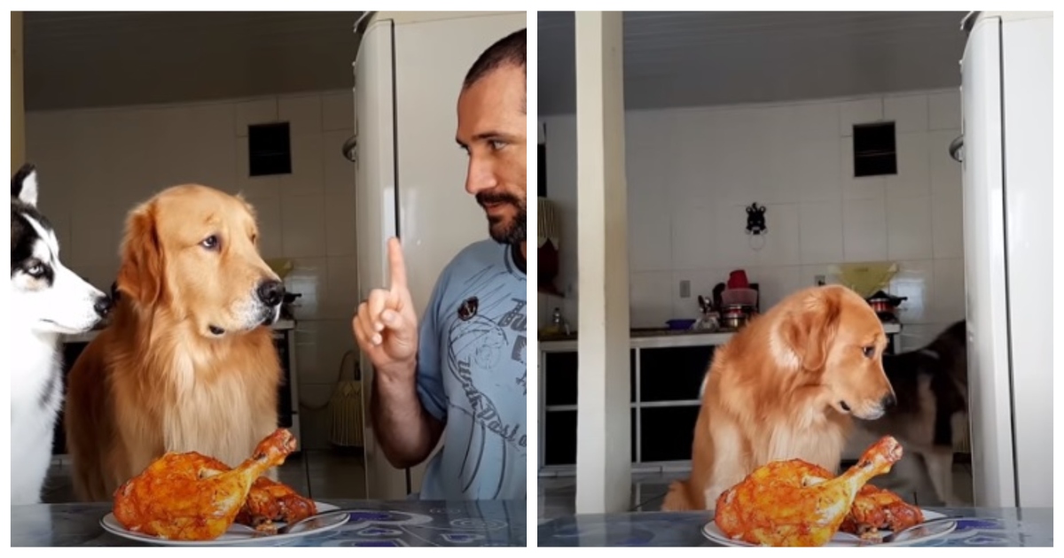 2 cães tentam resistir a um frango de churrasco durante um desafio de paciência