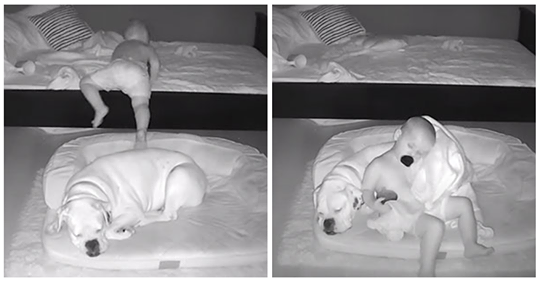 Mãe partilha um vídeo do seu filho a escapar da cama para dormir com o cão