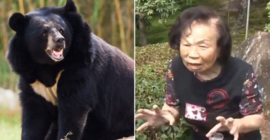 Mulher japonesa de 82 anos ganha luta CONTRA UM URSO no seu jardim