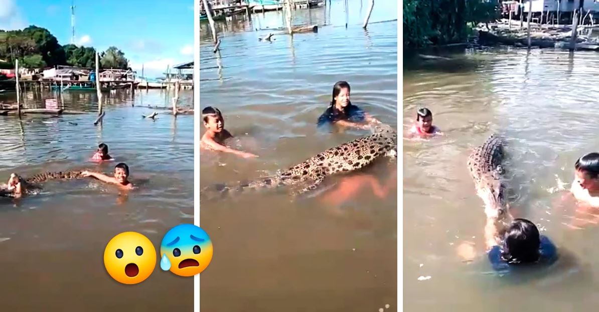 Crianças nadam e brincam com um crocodilo de 2 metros num lago enquanto os pais gravam tudo