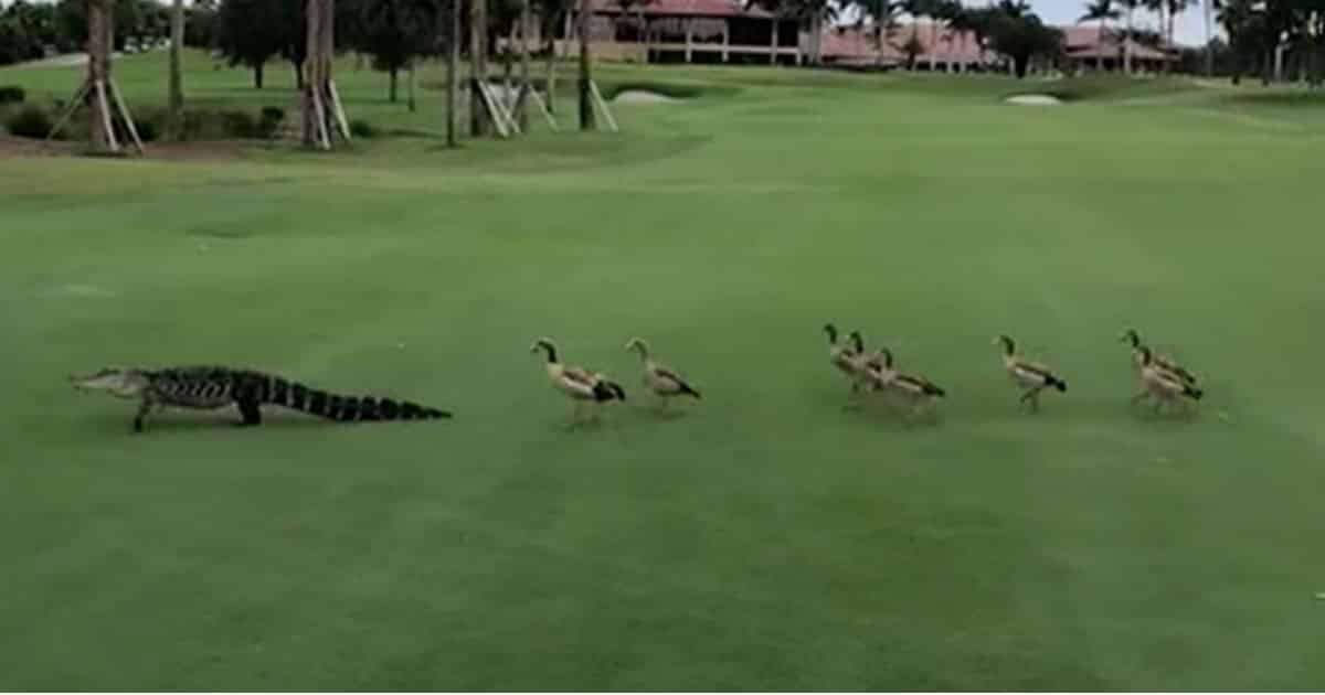 Patos raivosos perseguem jacaré por um campo de golfe a meio de um jogo