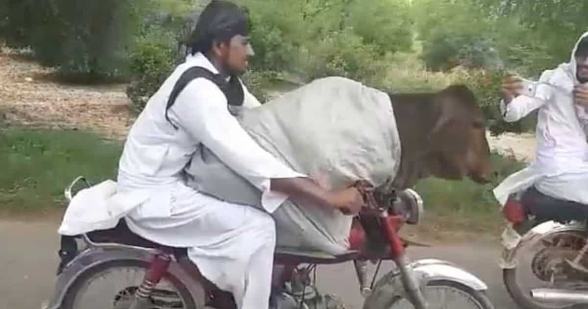 Motociclista apanhado a levar uma vaca "à pendura" numa mota