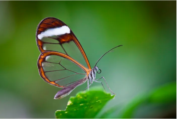Estas borboletas têm asas transparentes que se parecem com janelas