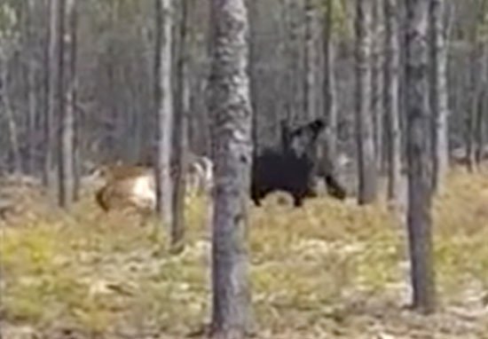 Vídeo assustador mostra lobo enorme a perseguir um cão no meio do mato