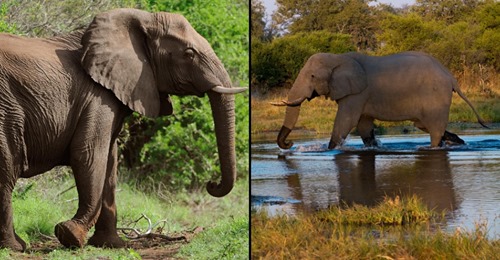 Caçador que matou mais de 500 elefantes sentenciado a 30 anos de prisão