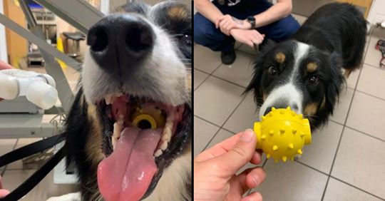 Cão sobrevive a bola presa na garganta porque a mesma tinha um buraco no meio