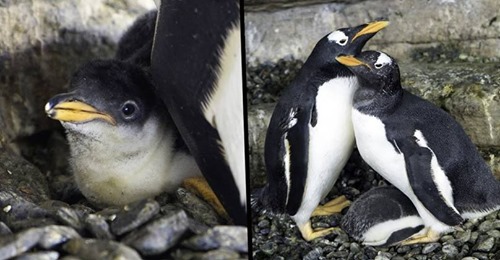 Pinguins homossexuais tornam-se pais depois de adoptarem um ovo