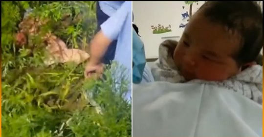 Mãe atira filho, com 1 ano de idade, de uma ponte para o meio de uns arbustos