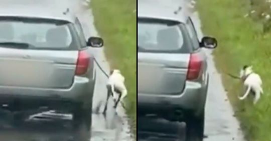 Polícia procura homem que passeou o seu cão enquanto conduzia