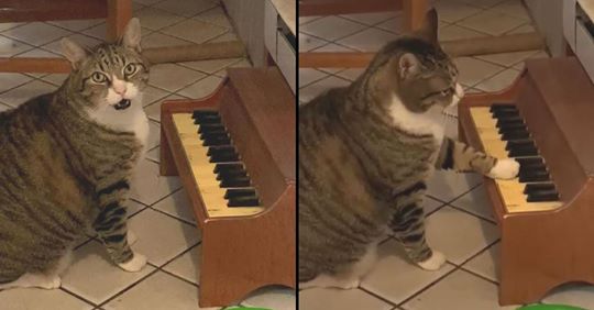 Gato tem um pequeno piano que decide tocar sempre que tem fome