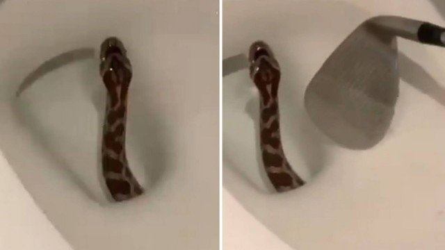 Homem encontra cobra na sua sanita