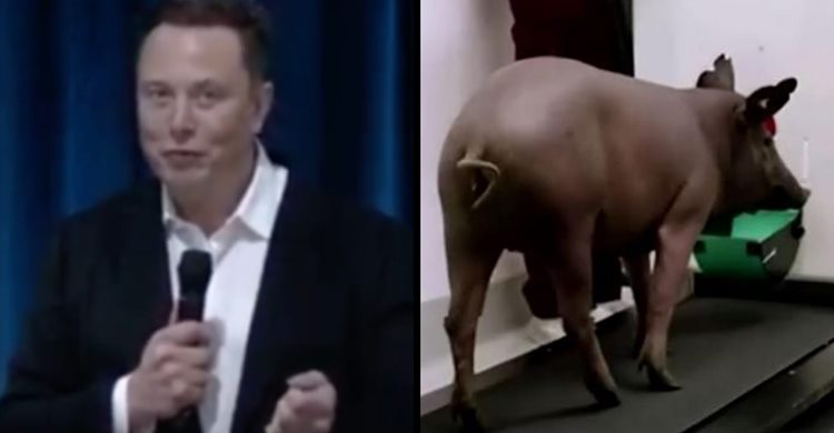 Elon Musk revela porco que tem um chip implantado no seu cérebro