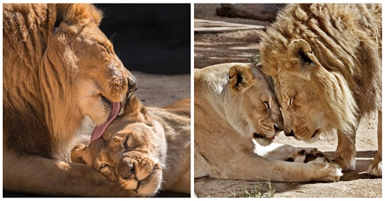 Casal de leões velhotes são eutanasiados ao mesmo tempo para que nenhum viva sem o outro