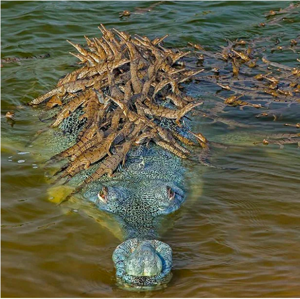 Fotógrafo captura crocodilos bebés a apanhar boleia nas costas do pai