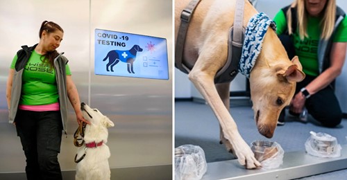 Aeroporto usa cães farejadores para identificar passageiros infetados com COVID-19
