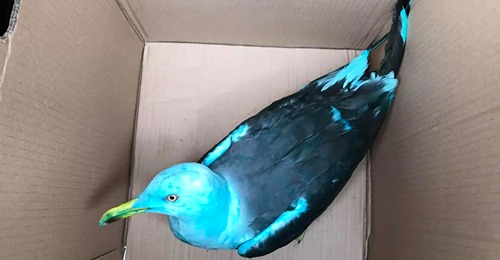 "Ave tropical" encontrada num parque de estacionamento afinal é uma gaivota pintada de azul