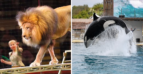 França quer proibir o uso de animais selvagens em circos, a criação de orcas em cativeiro