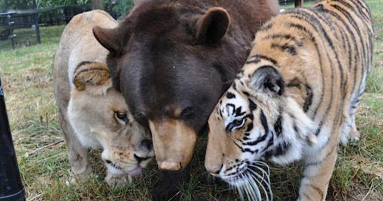 O leão, o urso e o tigre: a história de uma amizade improvável