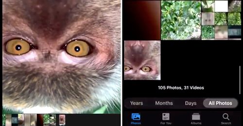 Macaco rouba o iPhone a um homem e tira fotografias e vídeos com ele