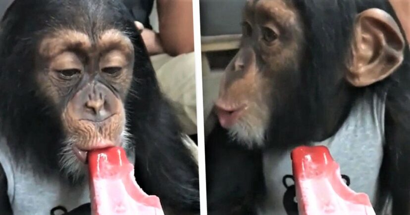 Chimpanzé prova um gelado pela primeira vez e a sua vida muda para sempre
