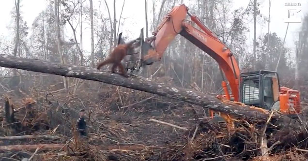 O momento tocante em que um orangotango tenta lutar com uma retroescavadora que está a destruir o seu habitat
