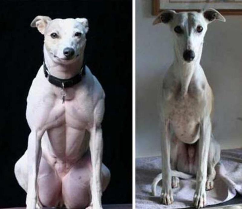 Cientistas chineses criam a primeira raça de cães geneticamente modificada: vê bem os músculos deles