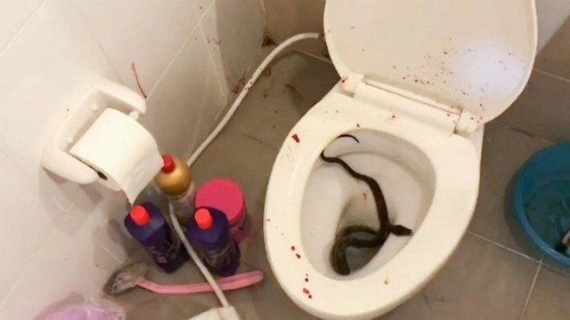 Cobra vinda da sanita morde os genitais de um adolescente