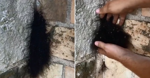Homem encontra bola de pelo e o que descobriu quase o matou de susto