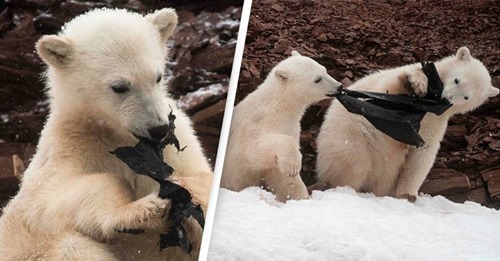 Ursos polares famintos mastigam sacos de plástico em fotografias devastadoras