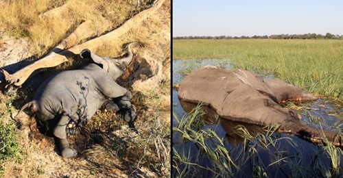 Toxinas na água foram a causa da morte de mais 300 elefantes no Botswana