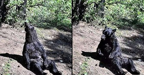 Urso velhinho que foi resgatado do circo depois de 25 anos relaxa a tomar banho ao sol