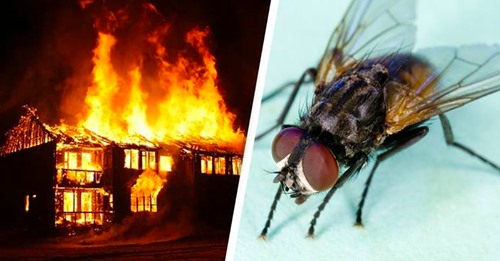 Homem incendeia parte da sua casa ao perseguir uma mosca