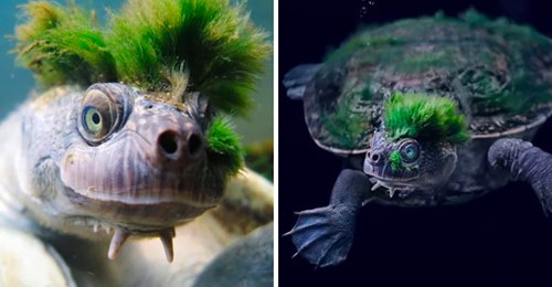 Esta tartaruga do "punk rock" com o seu cabelo verde está em vias de extinção