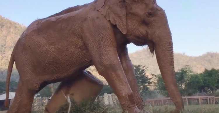 Elefante chora depois de ter sido resgatada após 50 anos de sofrimento