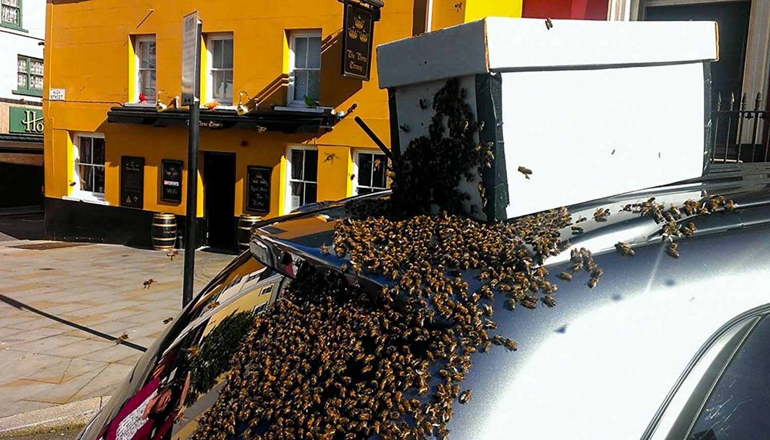 Um enxame de 20,000 abelhas persegue um carro durante 2 dias para resgatar a sua rainha