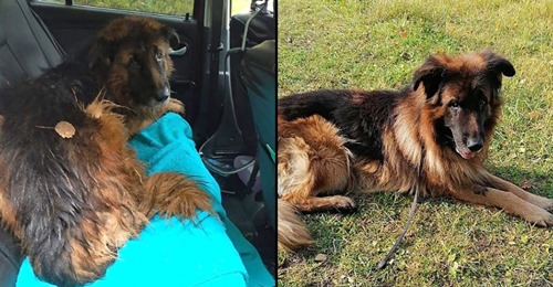 Cão desenterra-se da sua própria sepultura depois de ter sido abatido