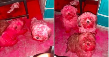 Cães RUFIAS pintam-se de rosa depois de vasculharem a maquilhagem da dona