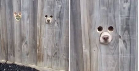 Dono faz buracos personalizados na sua cerca para que os cães possam espreitar para a rua
