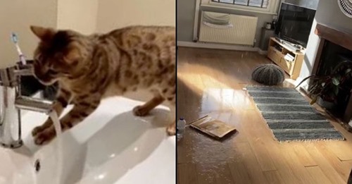Gato inunda a casa do dono depois de aprender a usar a torneira