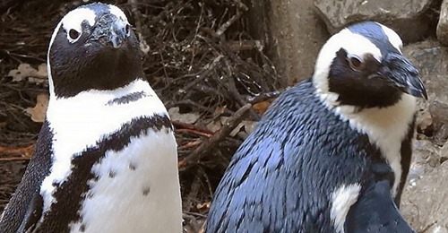 Pinguins gays roubaram ovos  a pinguins lésbicas, para poderem ser pais