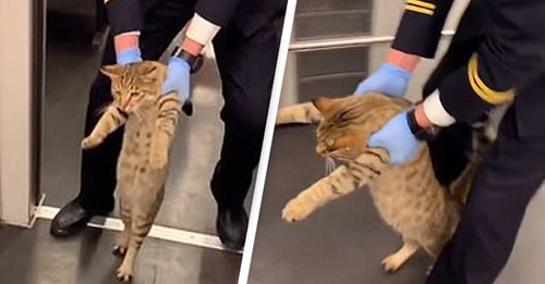 Gato expulso de comboio depois de ter sido apanhado a andar à pica