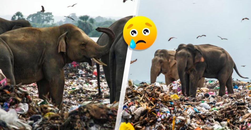 Elefantes esfomeados apanhados a comer lixo e plástico no Sri Lanka