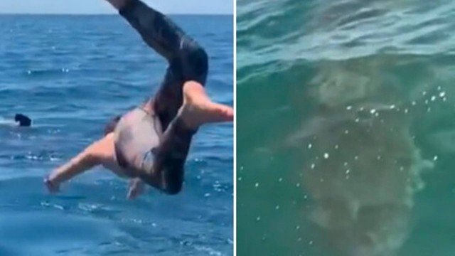 Homem mergulha para nadar com tubarão "inofensivo" e depara-se com um tubarão-branco