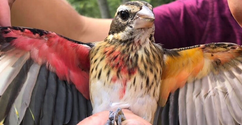 Cientistas descobrem um pássaro canoro extremamente raro: metade macho, metade fêmea